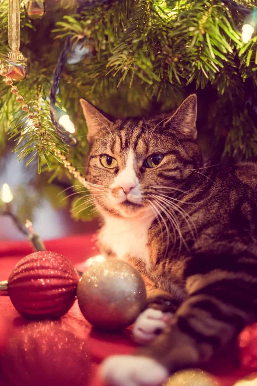 Adorable Christmas Cat Pictures Ideas - Be Centsational