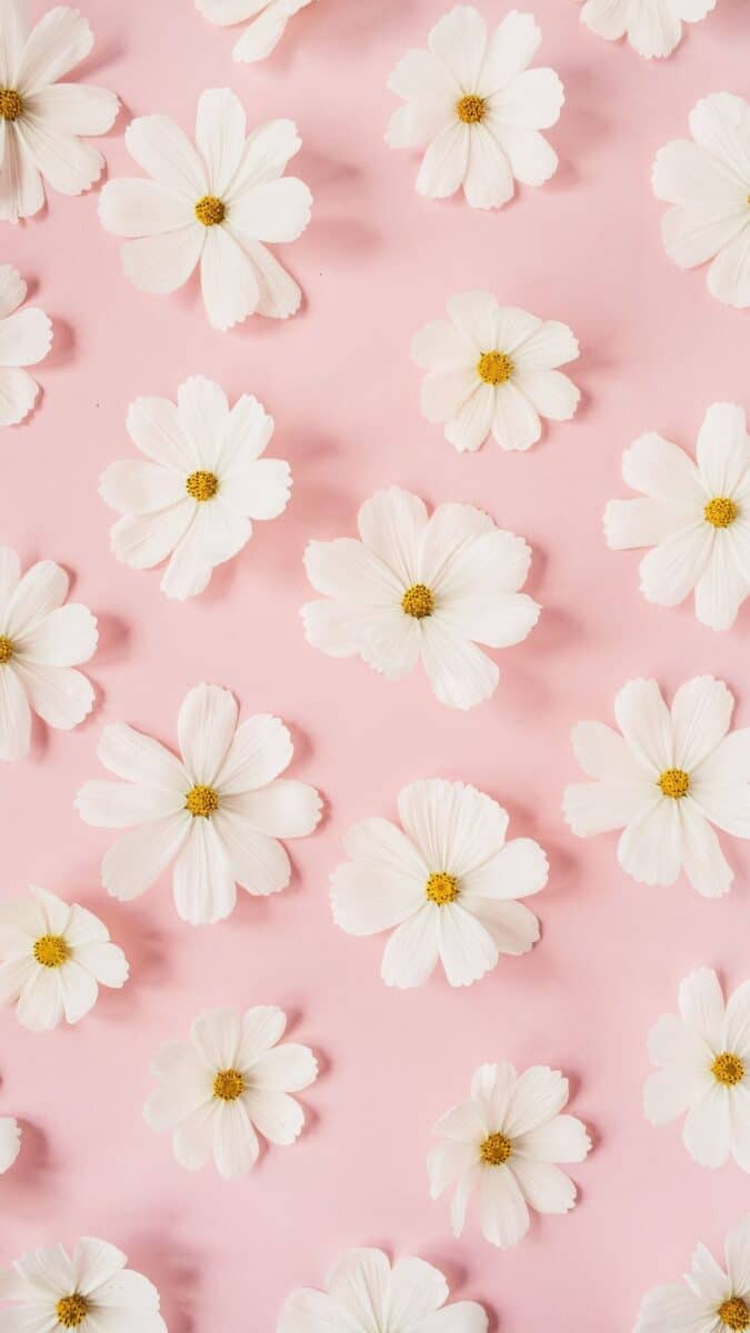white daisies wallpaper aesthetic, pink flower wallpaper iPhone