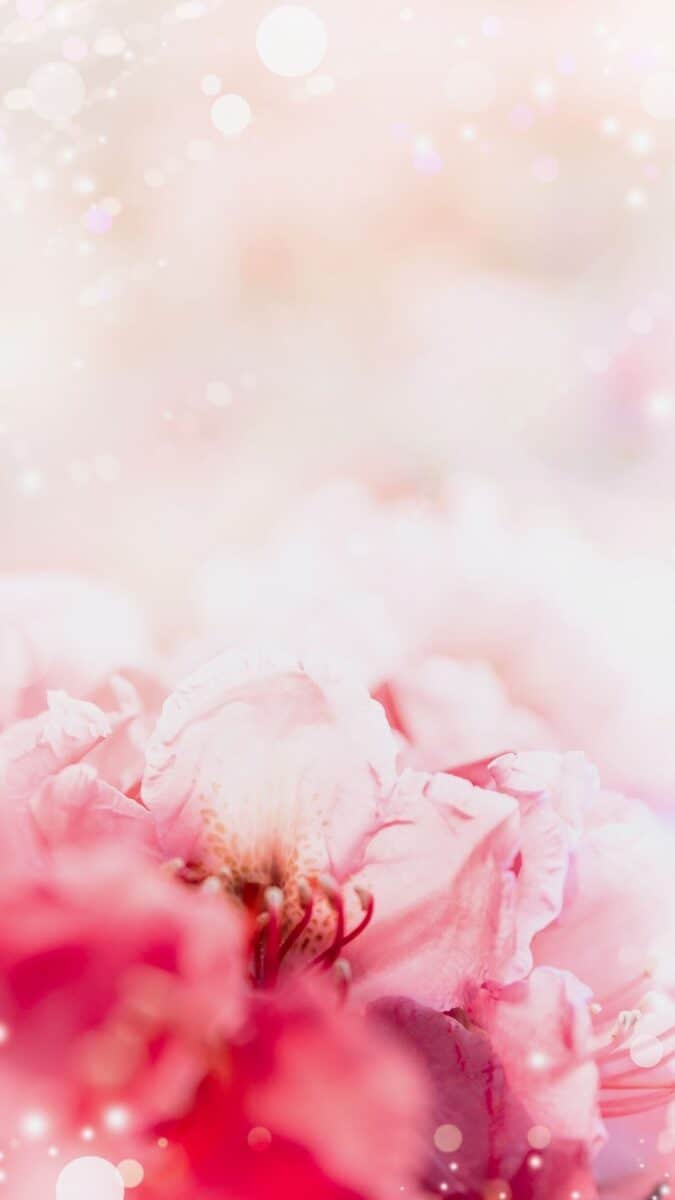 pretty in pink flowers wallpaper aesthetic, pink flower wallpaper iPhone