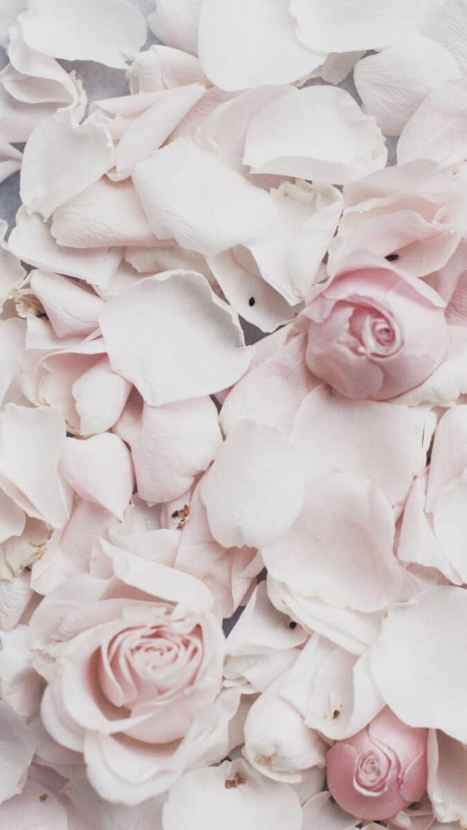 soft petal flower wallpaper aesthetic, pink flower wallpaper iPhone