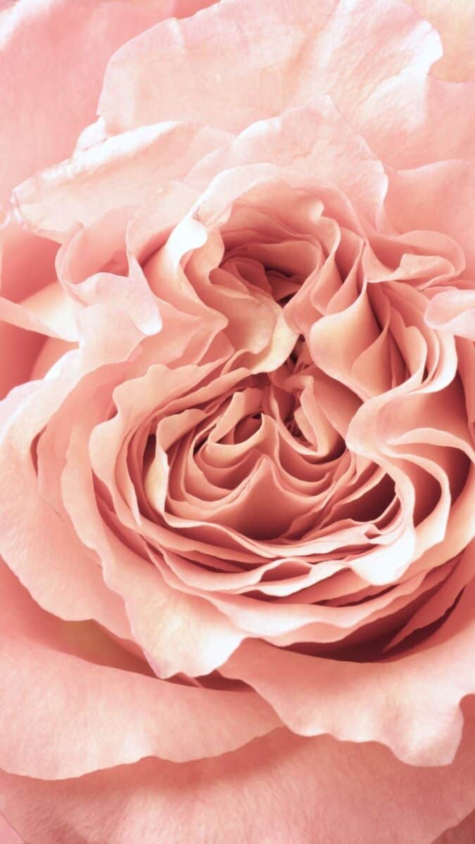 peony background for iPhone