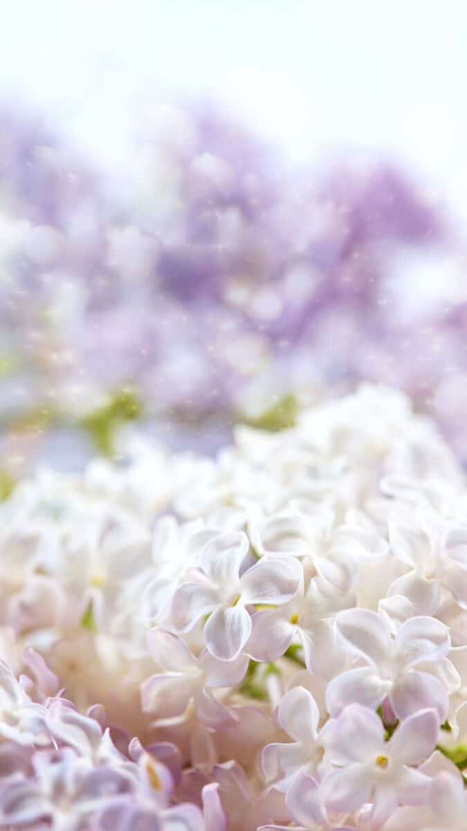 flower background for iPhone