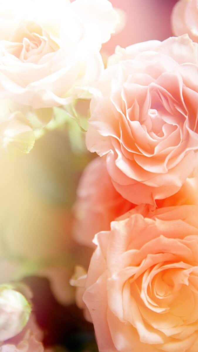peach roses wallpapers for iphone