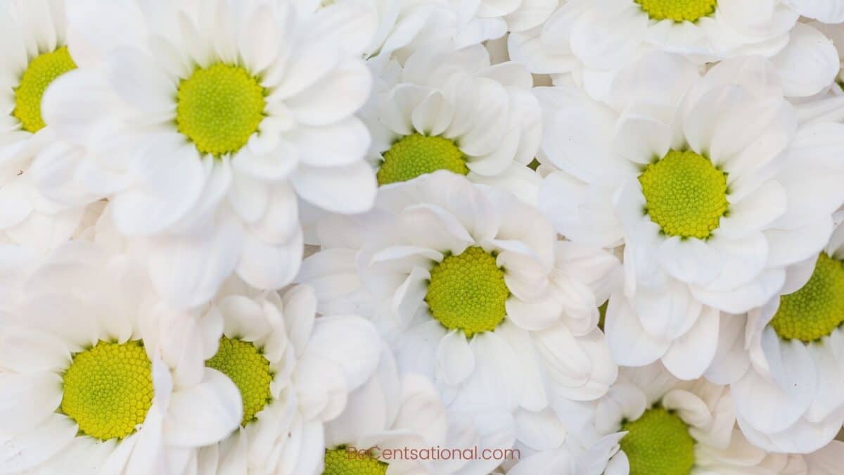 white daisy Flower Wallpapers Wallpapers, flower Backgrounds for desktop