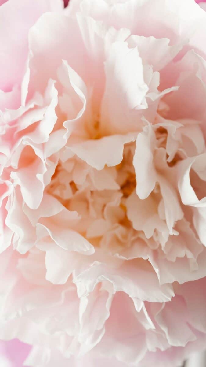 peony petals wallpaper aesthetic, pink flower wallpaper iPhone