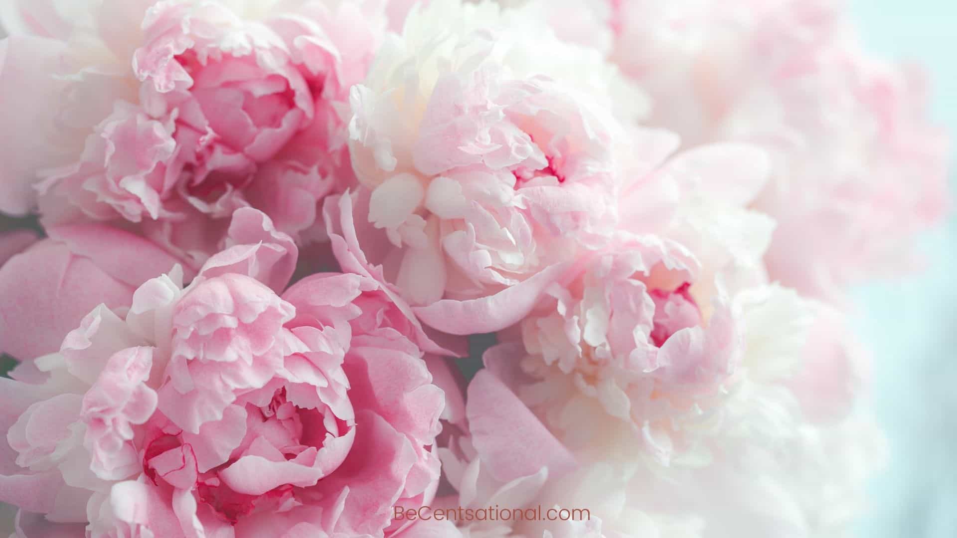 50+ Floral Wallpapers for Desktop (Free Download)