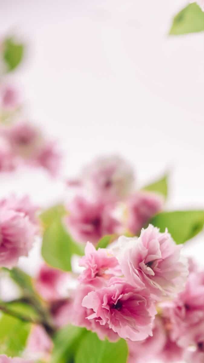 pink flowers background for iPhone