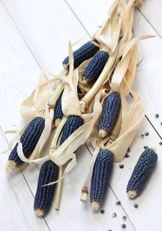 Batch of blue corn on a white wood background.