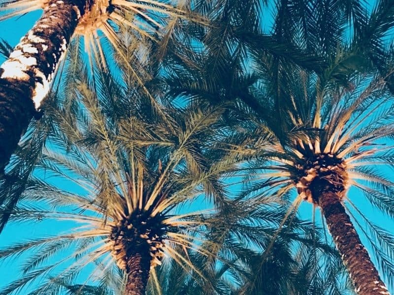 California Palm Trees Wallpapers