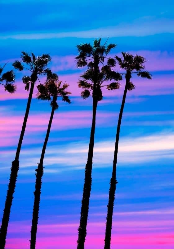 California palm trees and colorful sunset.