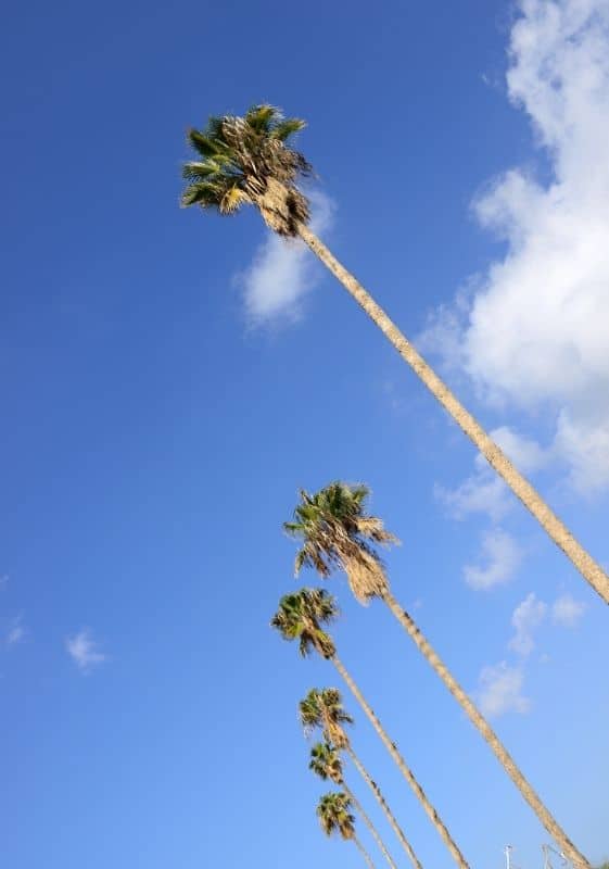 California palm trees over blue skies.