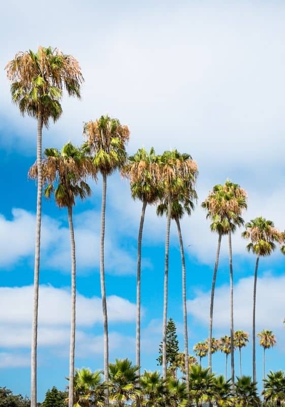 San diego california palms