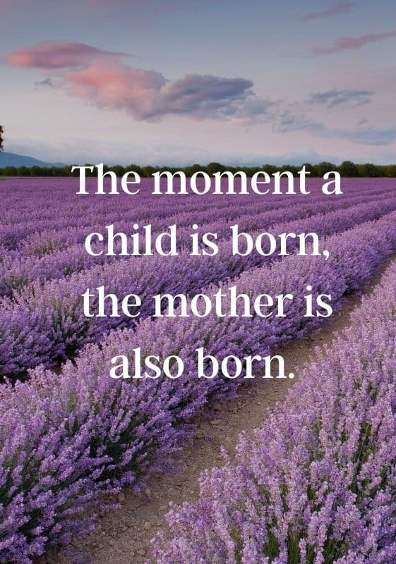 Lavender field with rows of lavender with quote 