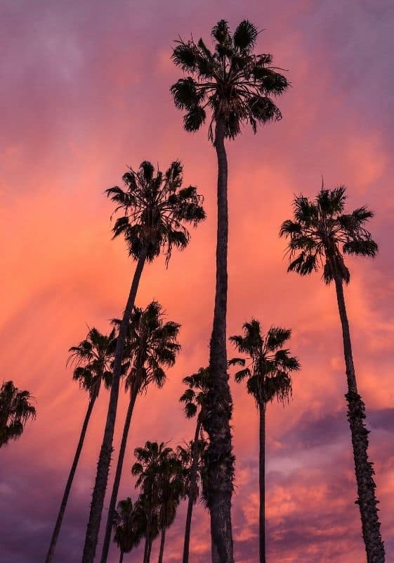 Sunrise palm trees.