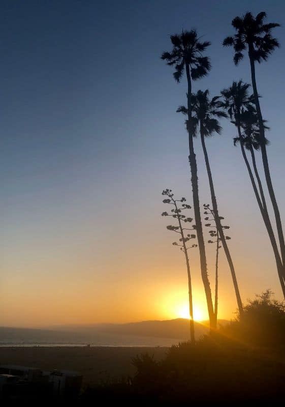santa monica california sunset and palm trees.