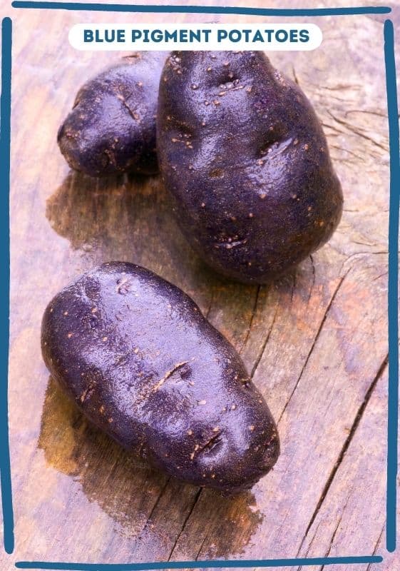A variety of potatoes that are pigmented blue.
