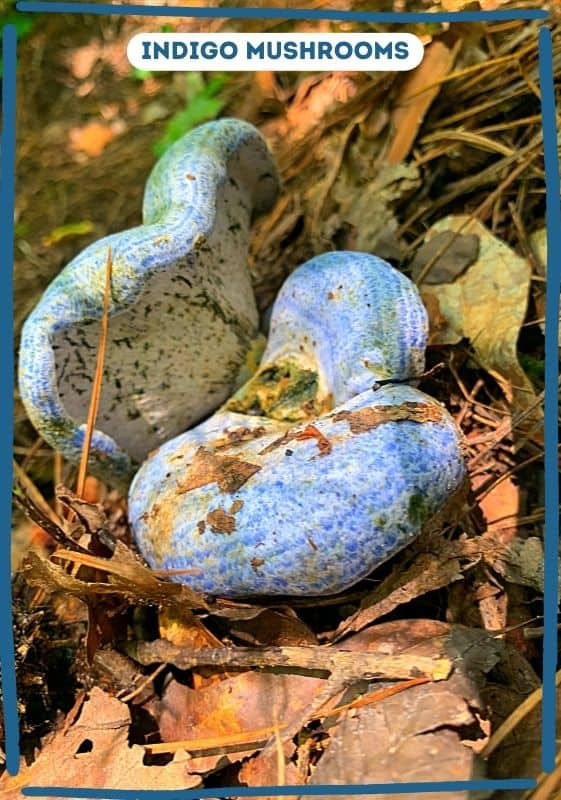 Blue indigo mushrooms. A natural blue food.